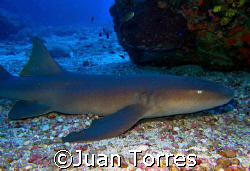 Nurse shark at Monito Island.  Canon S70 and Sealife Digi... by Juan Torres 